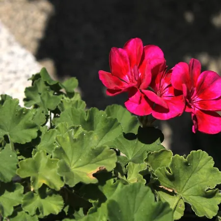 9315a Appartamento *